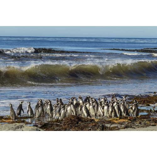 Sea Lion Island Magellanic penguins and surf